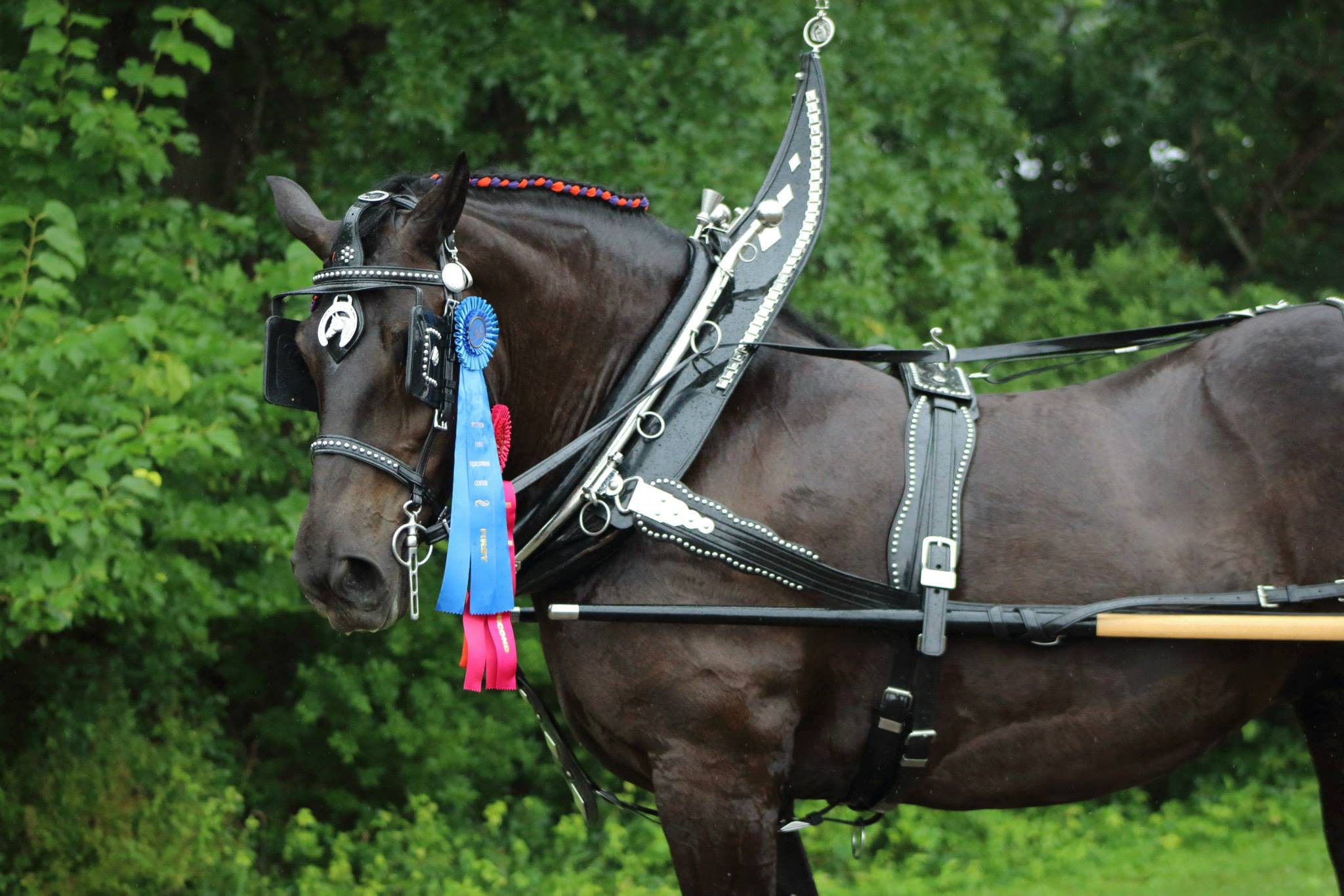 Joyce Moxley Driving Horses